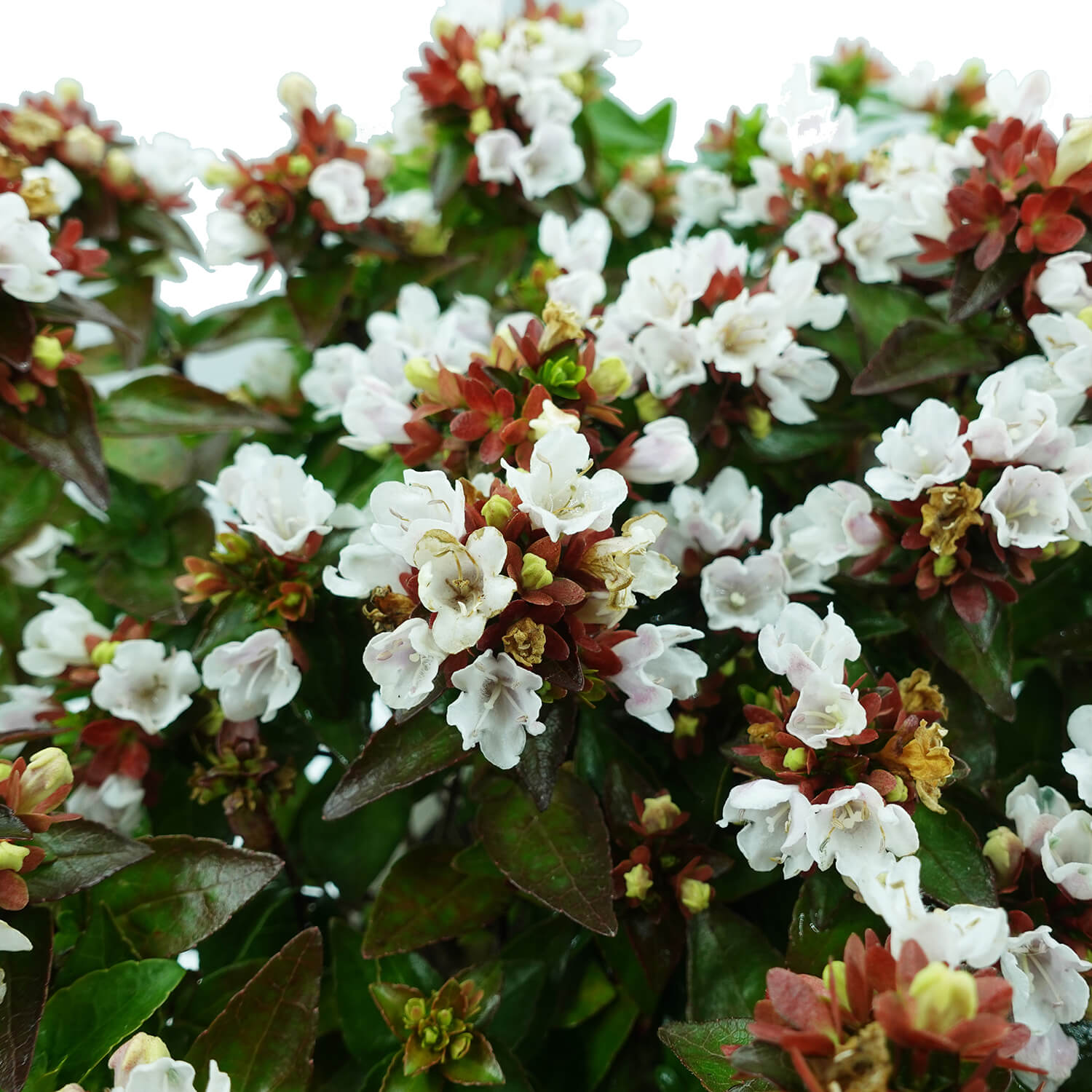 Abelia Rupestre - immagine 3