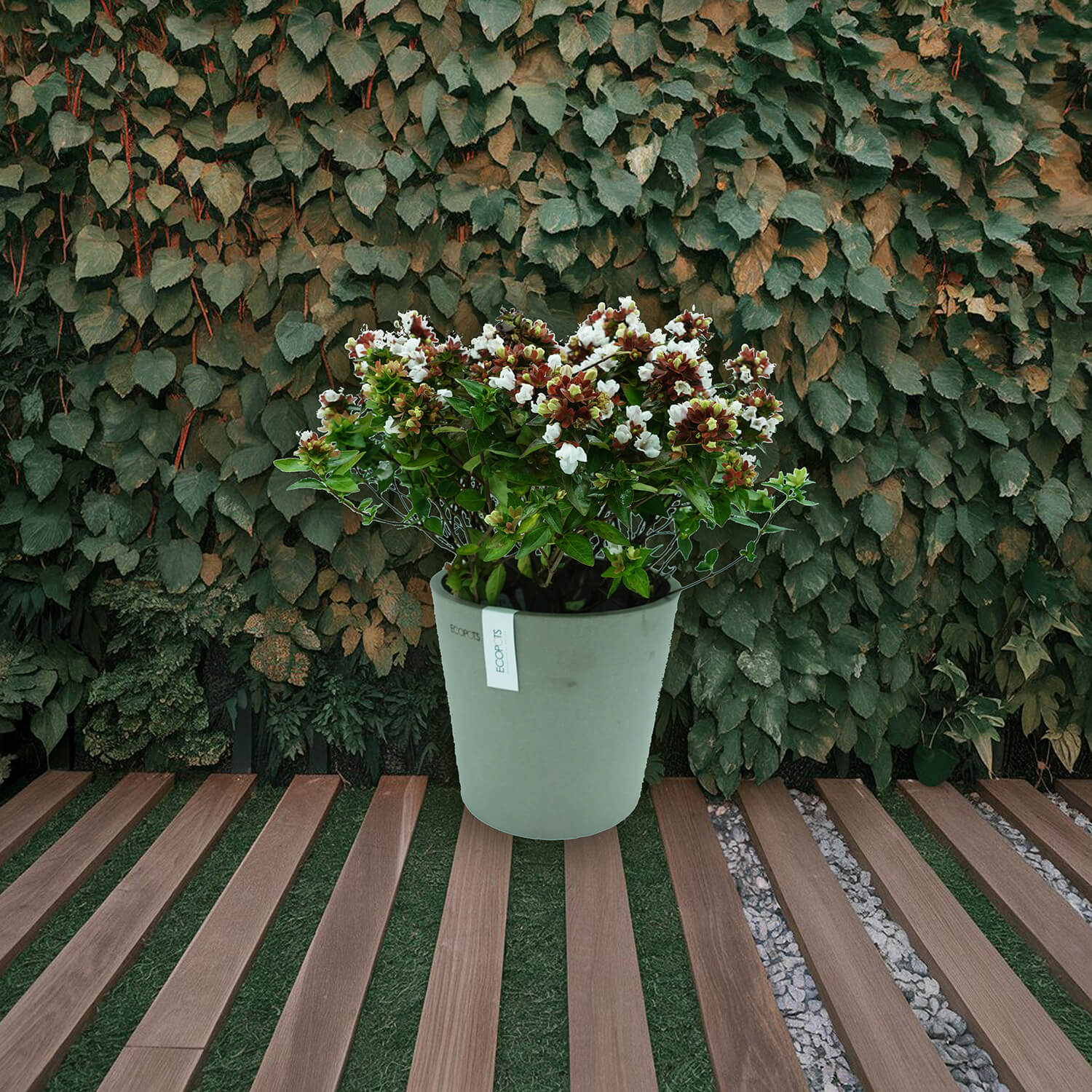 Abelia Rupestre - immagine 7