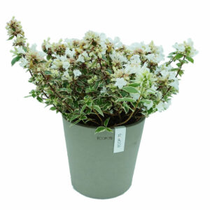 Abelia Variegata