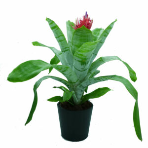 Aechmea