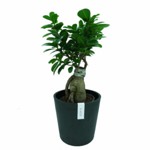 Bonsai Ficus Ginseng