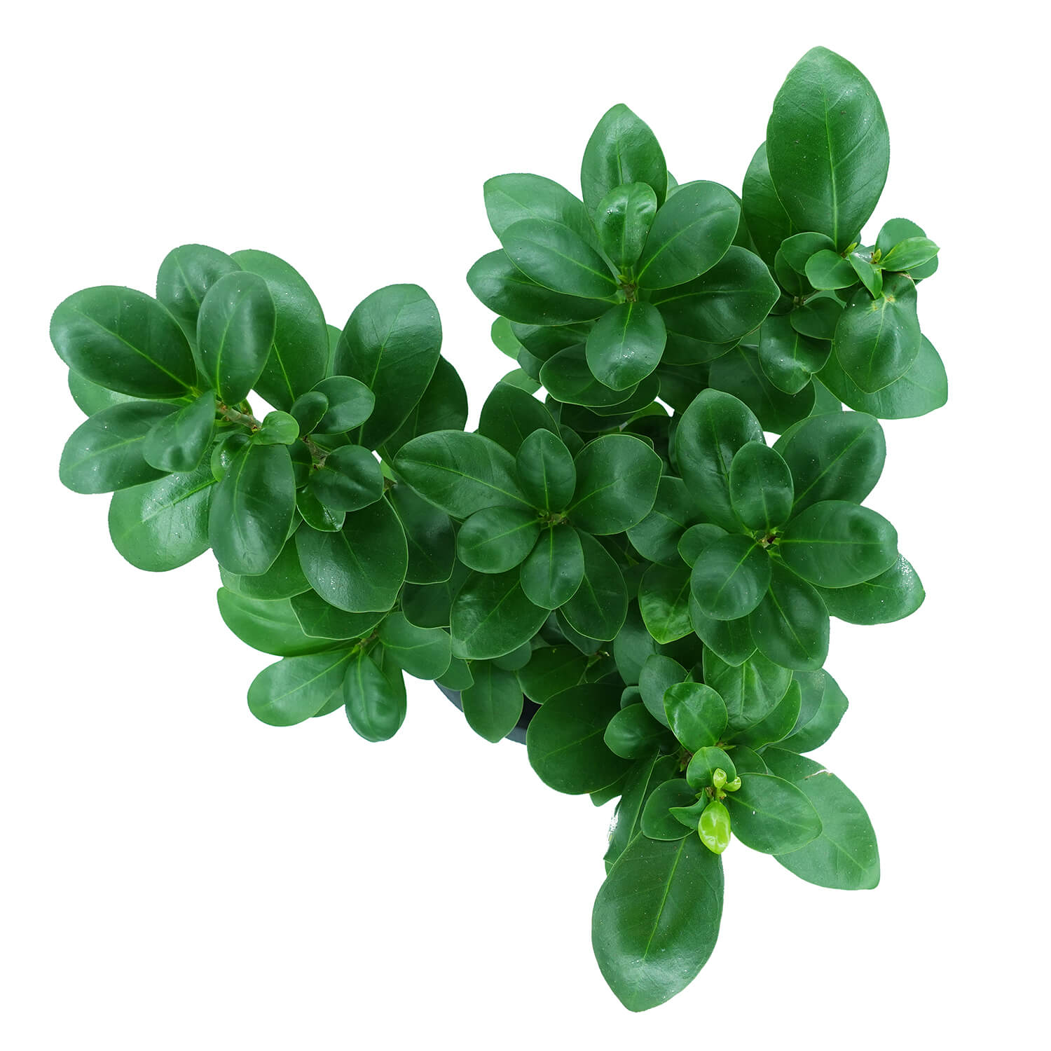 Bonsai Ficus Ginseng - immagine 2