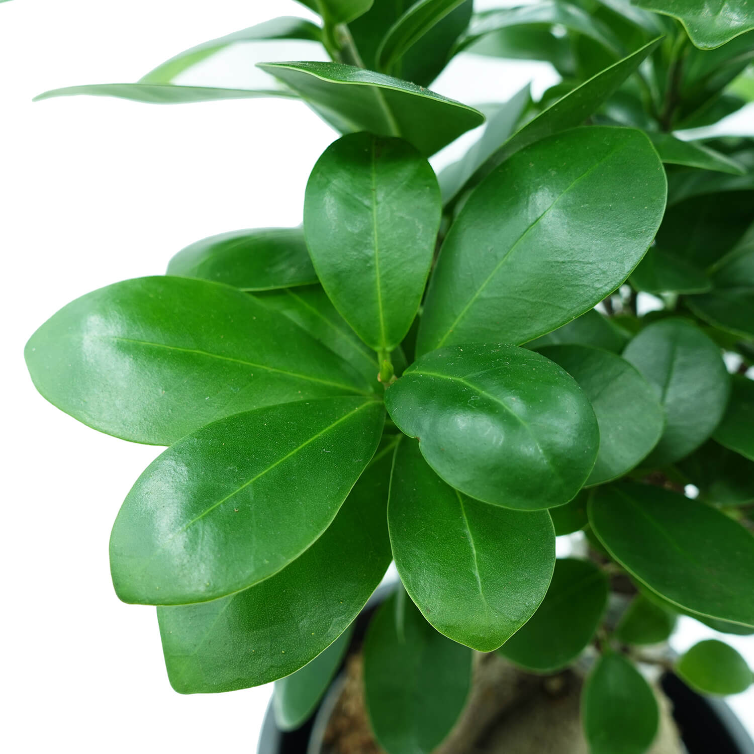Bonsai Ficus Ginseng - immagine 3