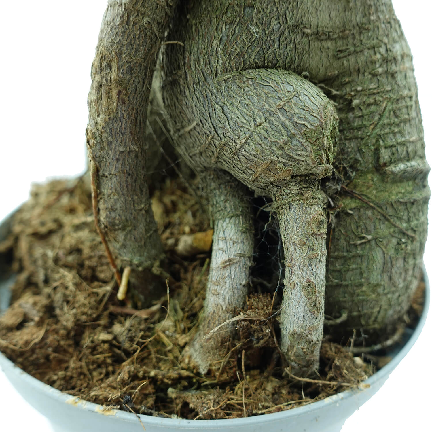 Bonsai Ficus Ginseng - immagine 4