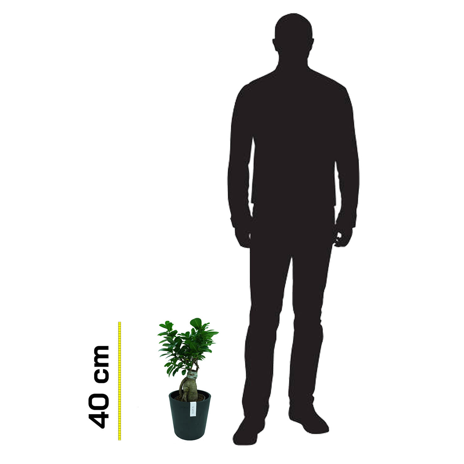 Bonsai Ficus Ginseng - immagine 5