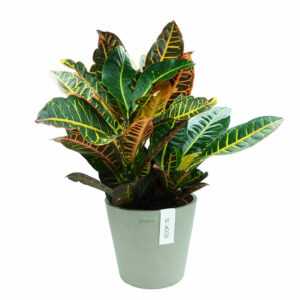 Croton