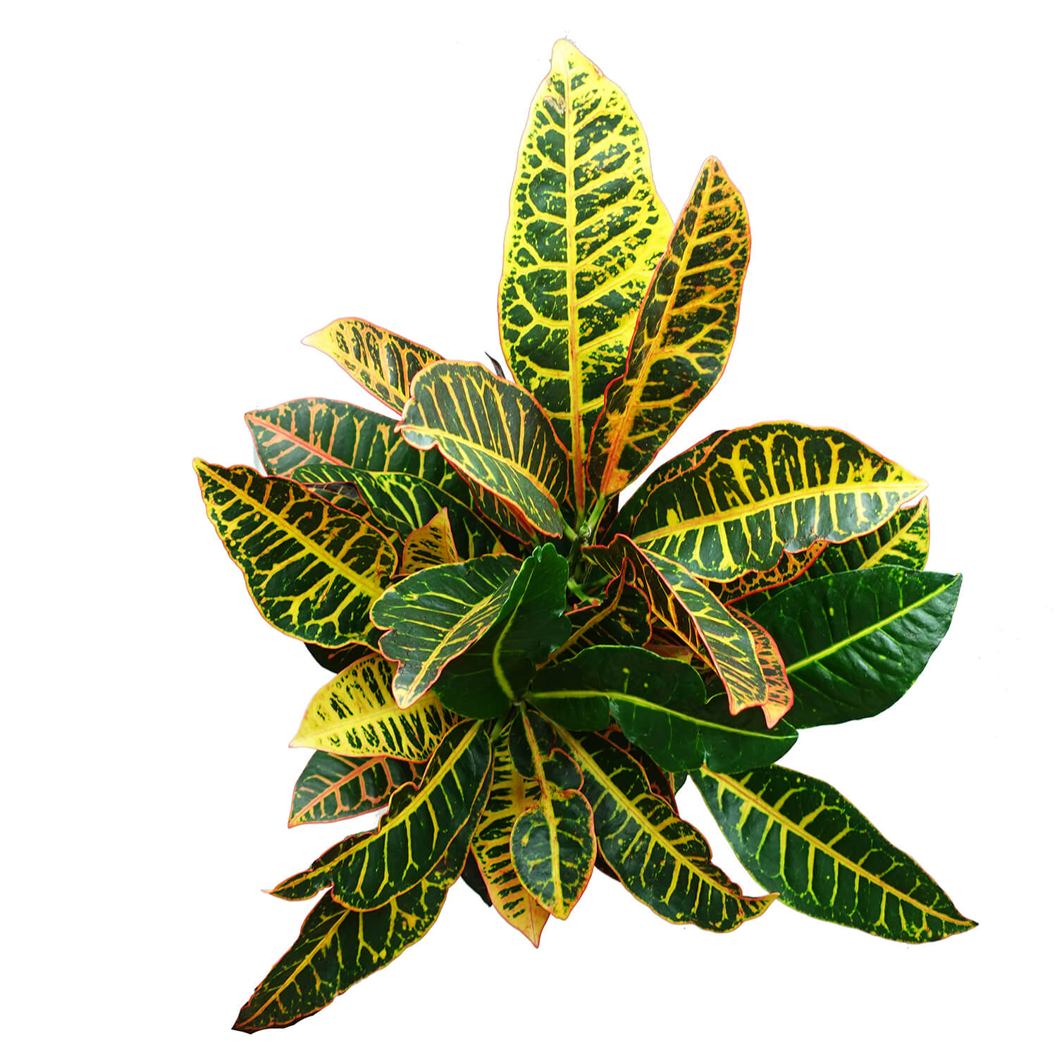 Croton - immagine 2