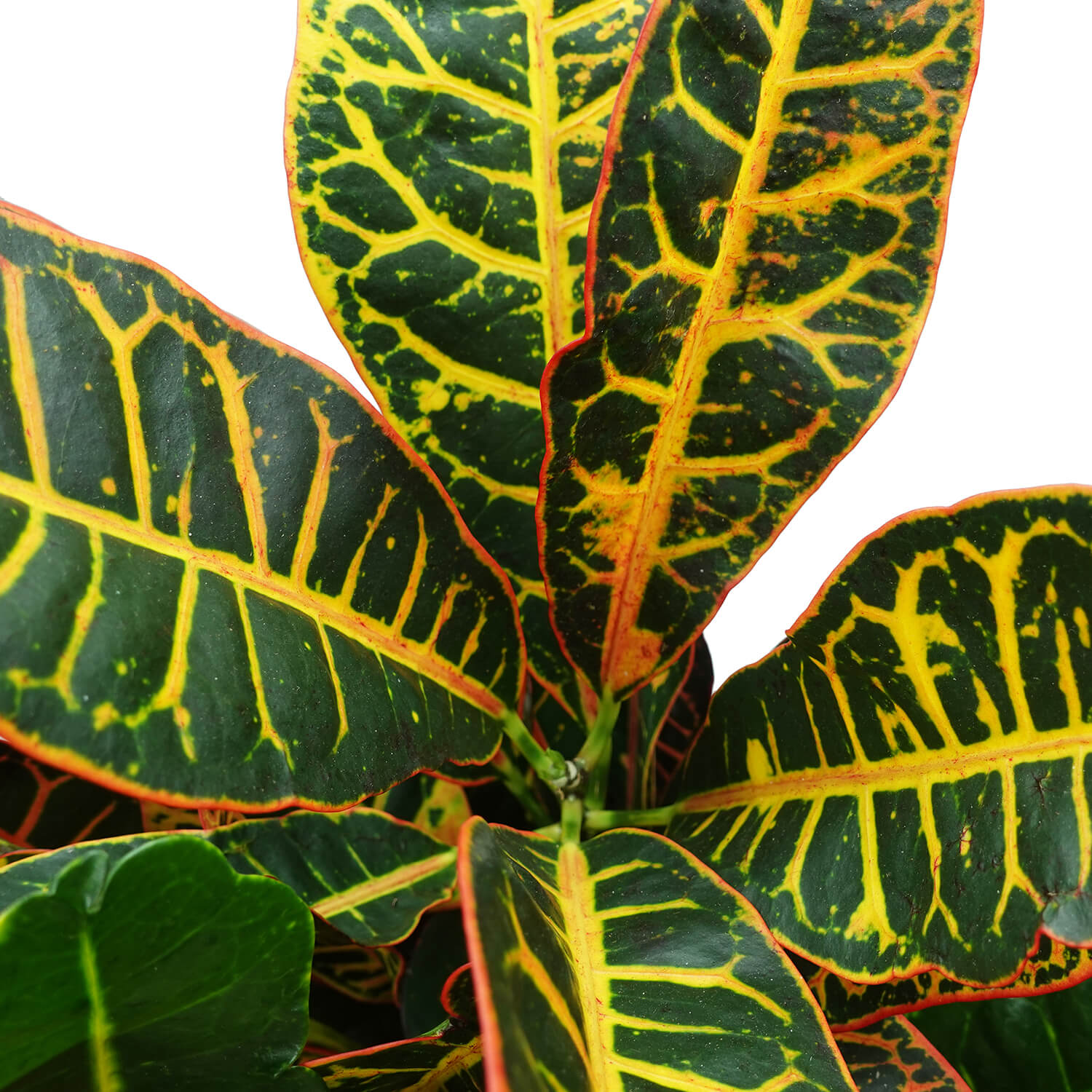 Croton - immagine 4