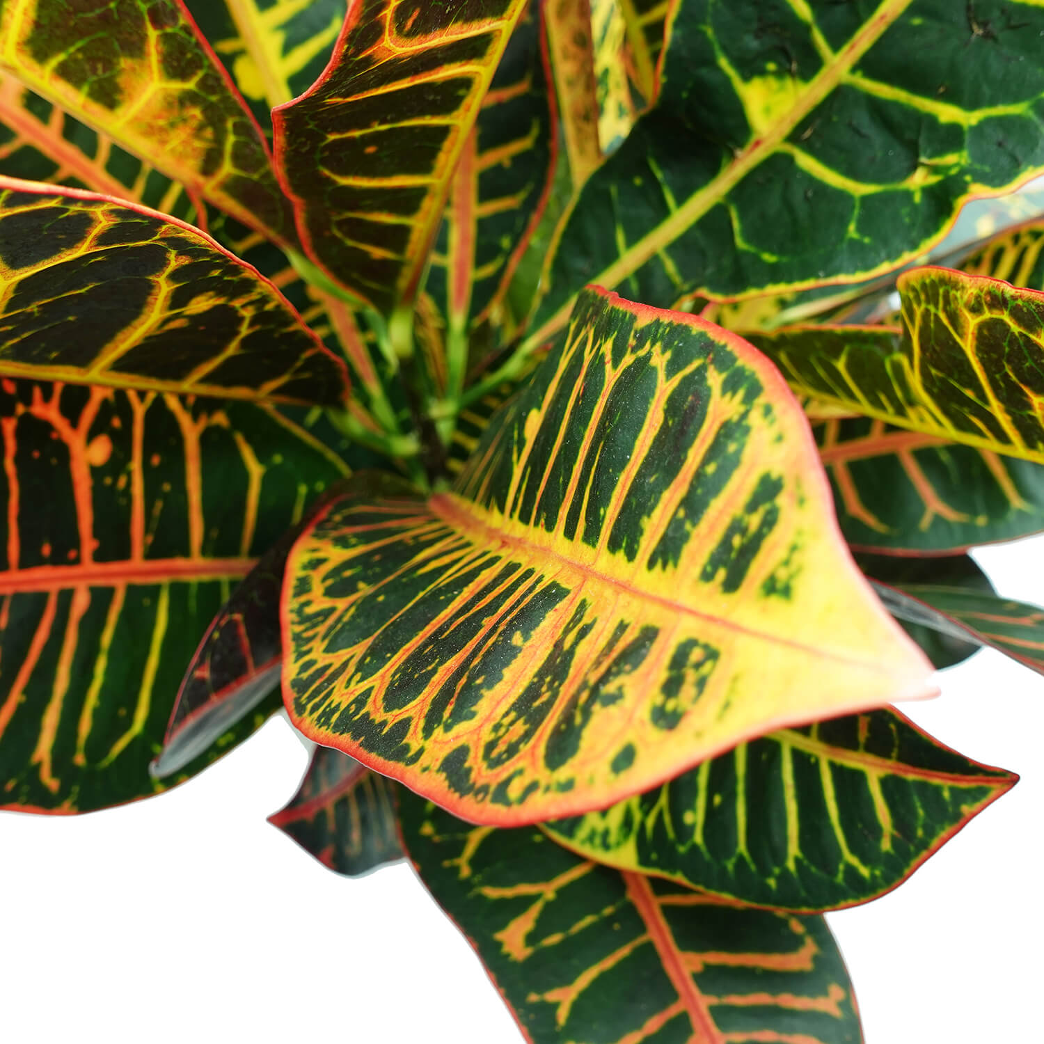 Croton - immagine 3