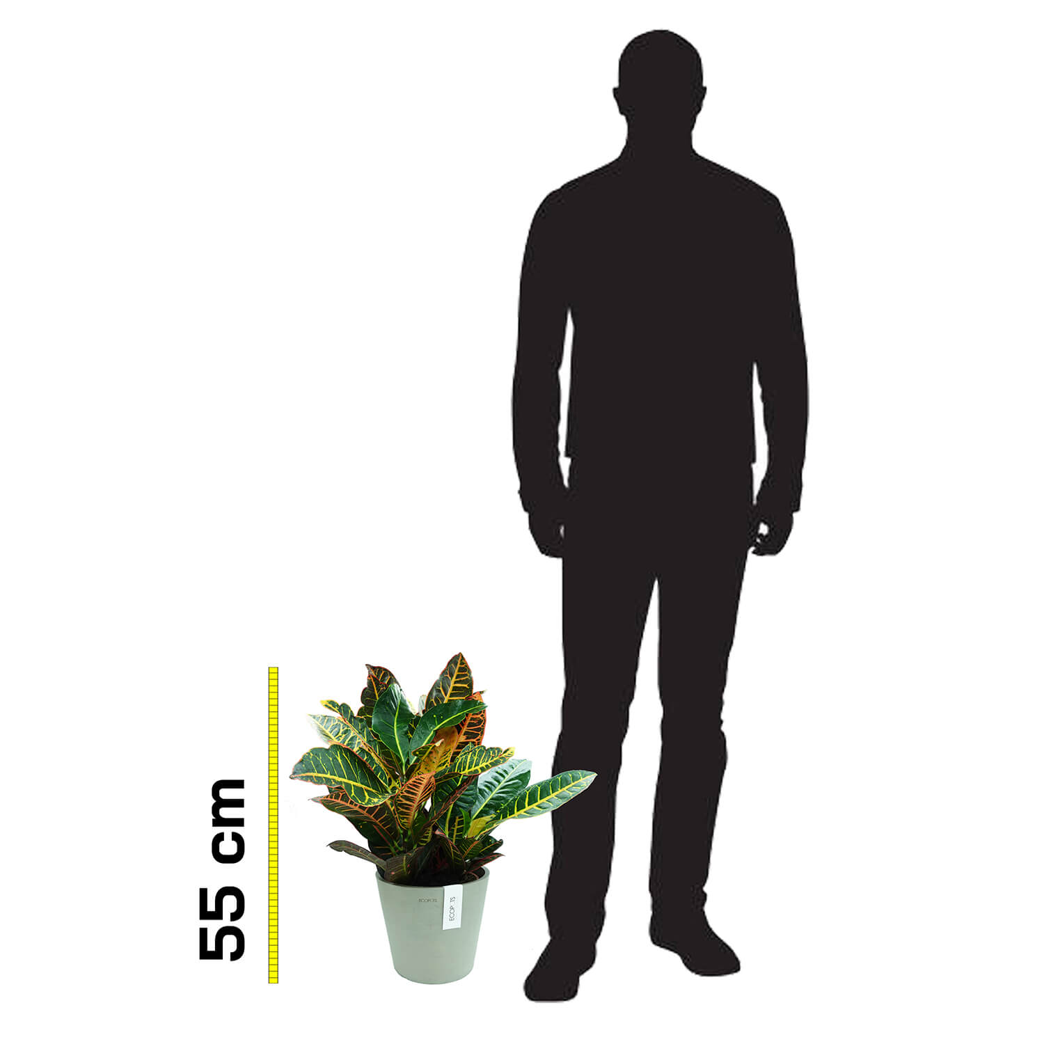 Croton - immagine 5