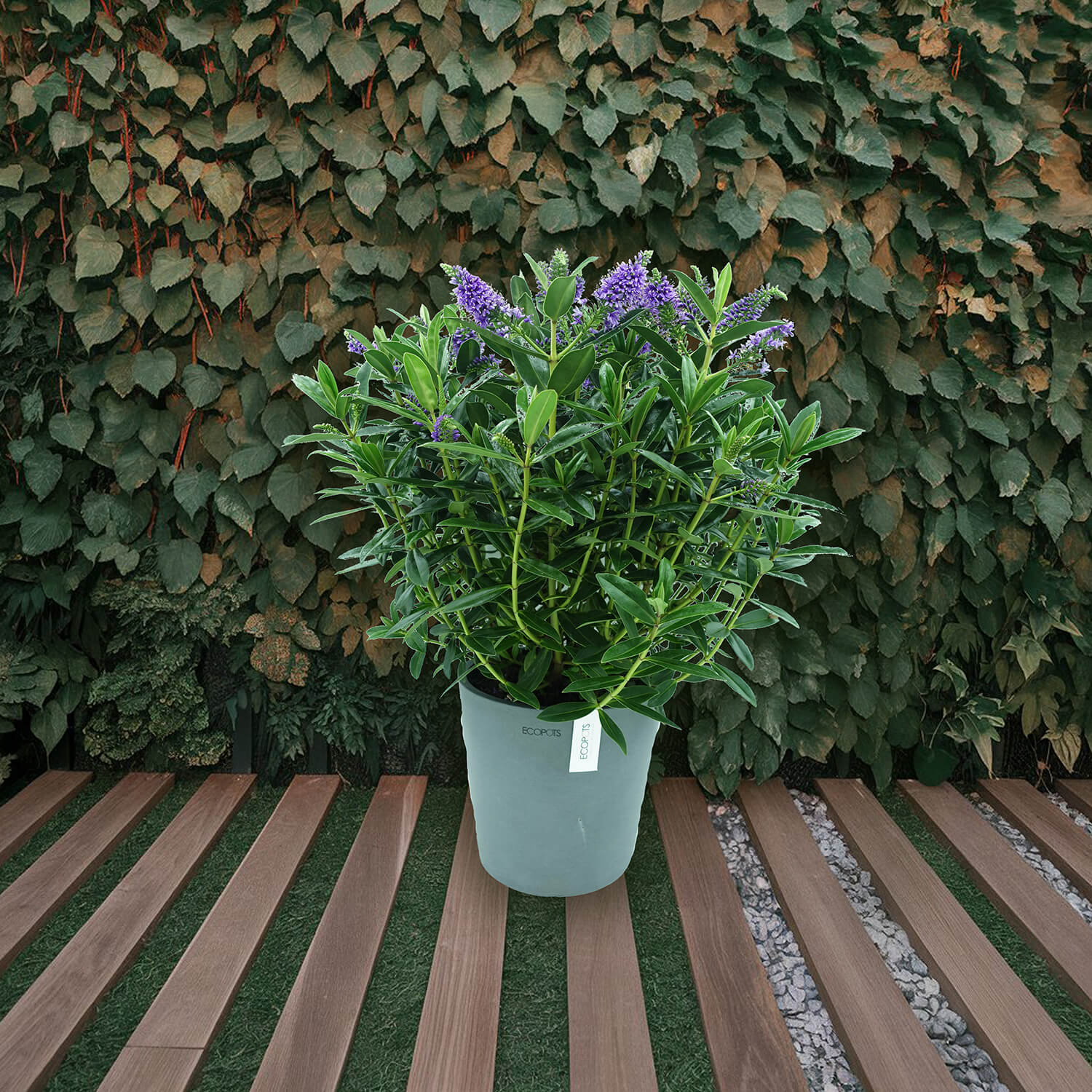 Hebe Veronica - immagine 6