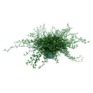 Muehlembeckia
