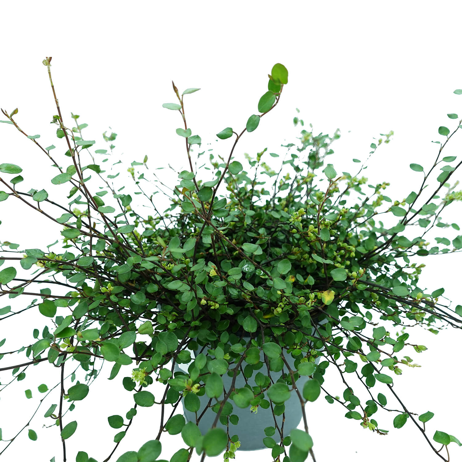 Muehlembeckia - immagine 2