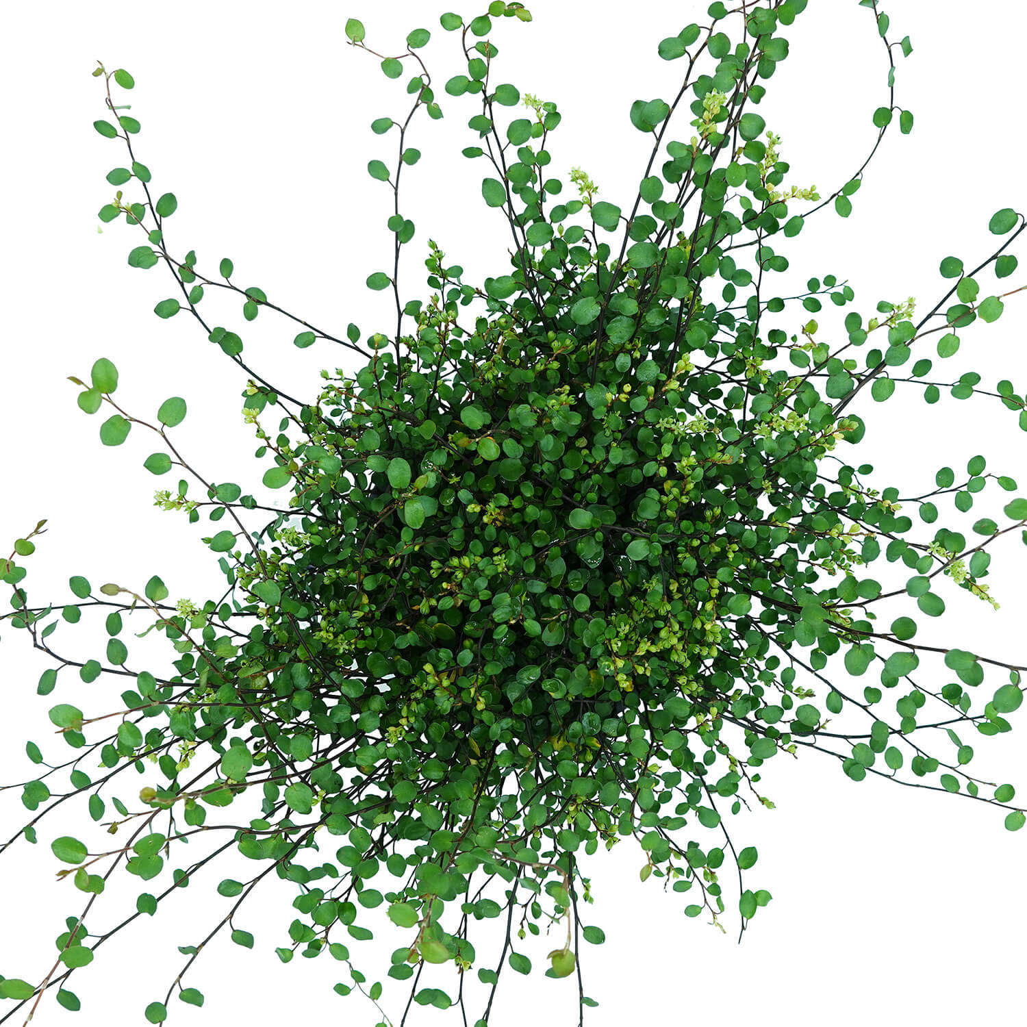 Muehlembeckia - immagine 3