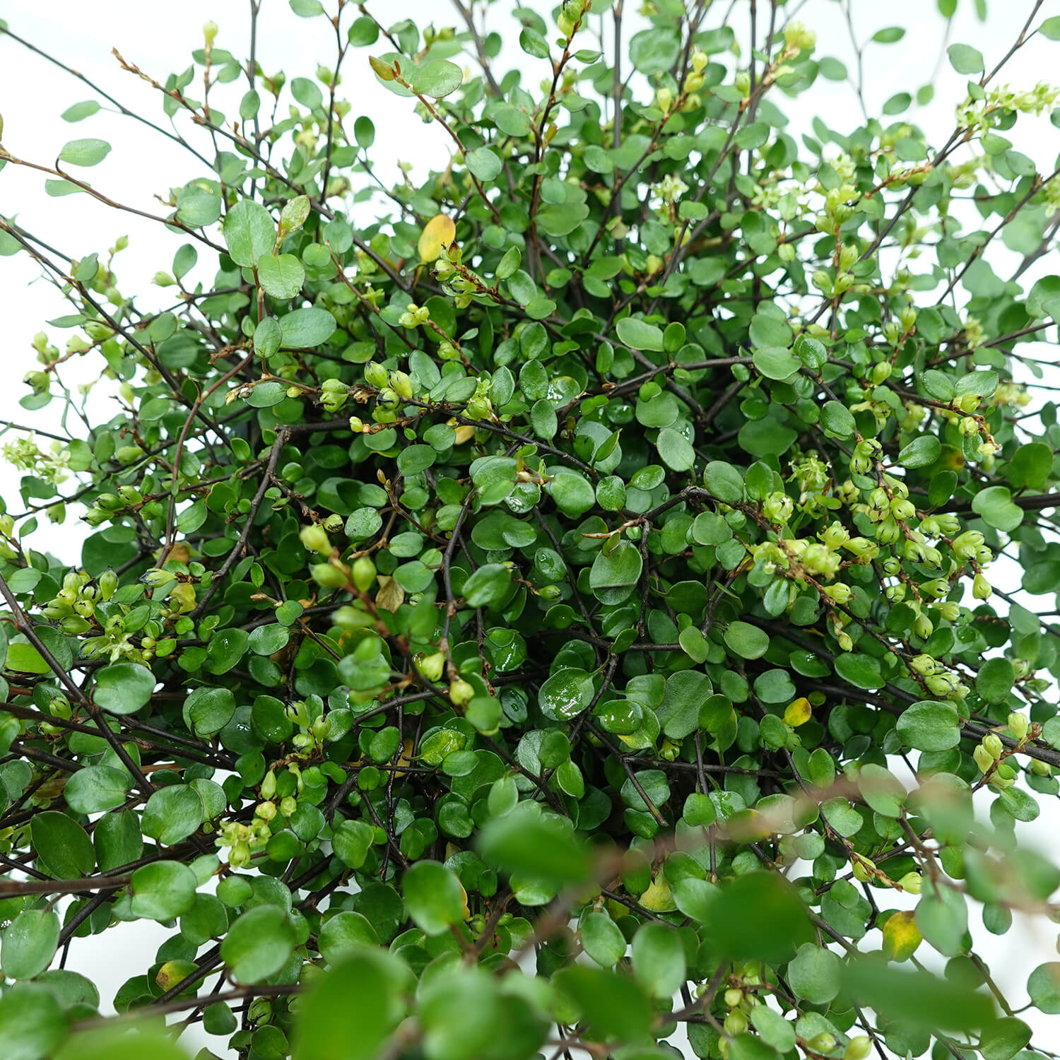Muehlembeckia - immagine 4