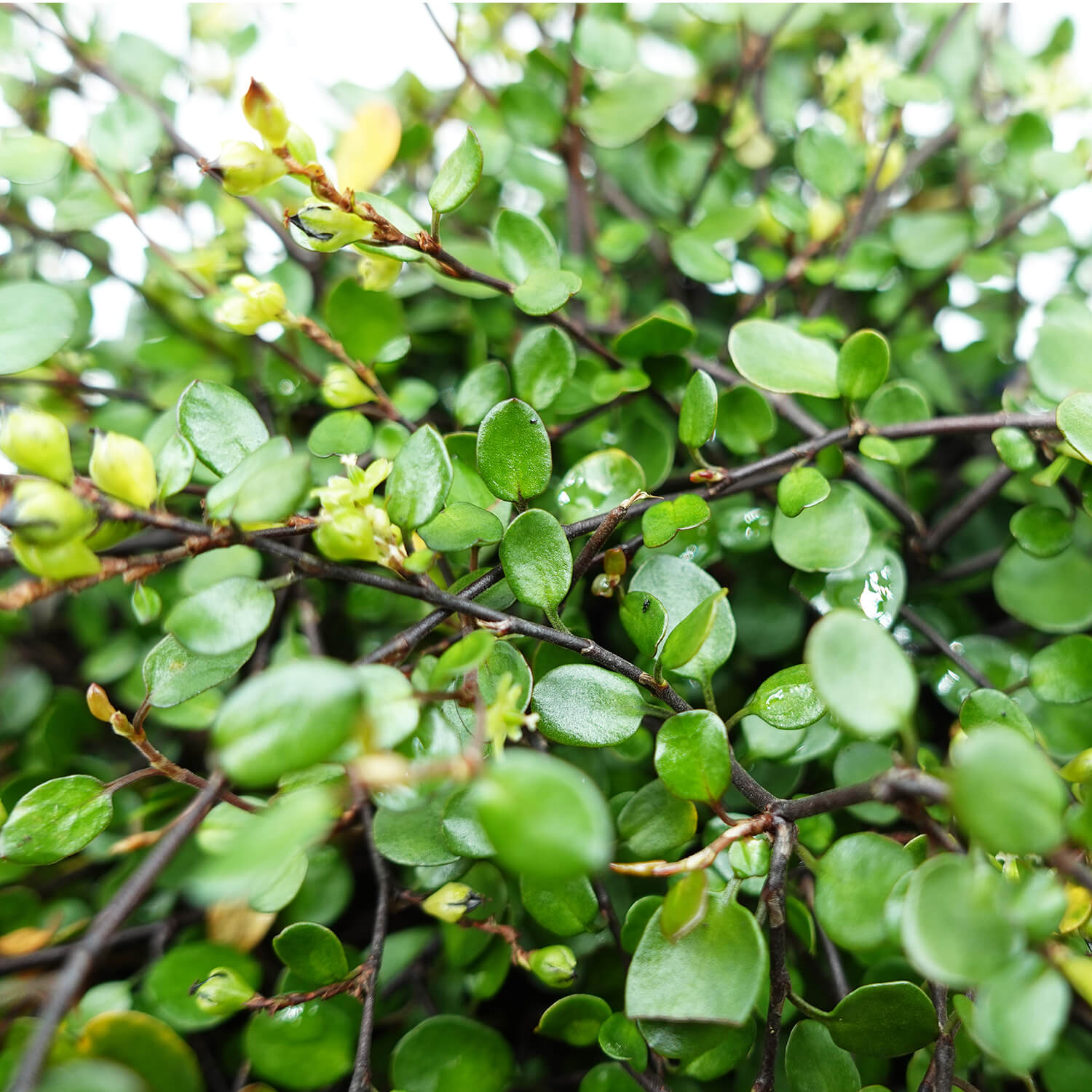 Muehlembeckia - immagine 5