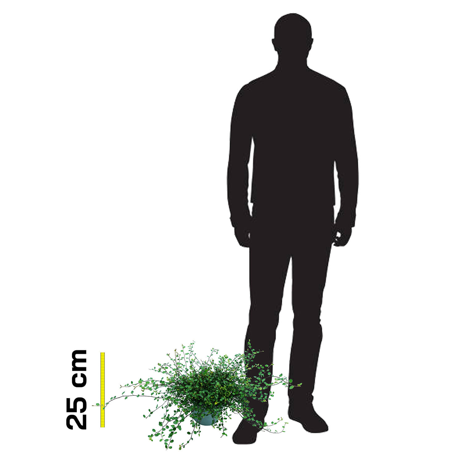 Muehlembeckia - immagine 6