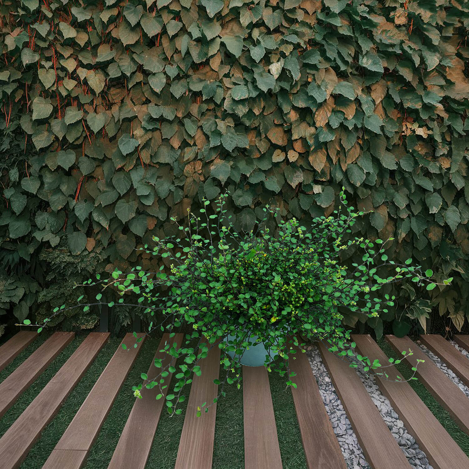 Muehlembeckia - immagine 8