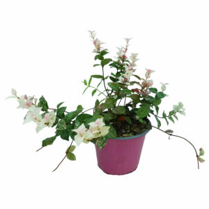 Trachelospermum