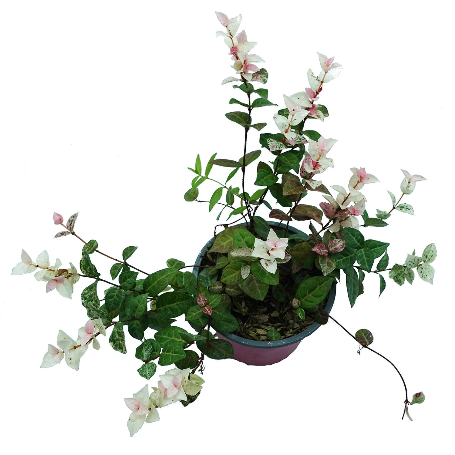 Trachelospermum - immagine 2