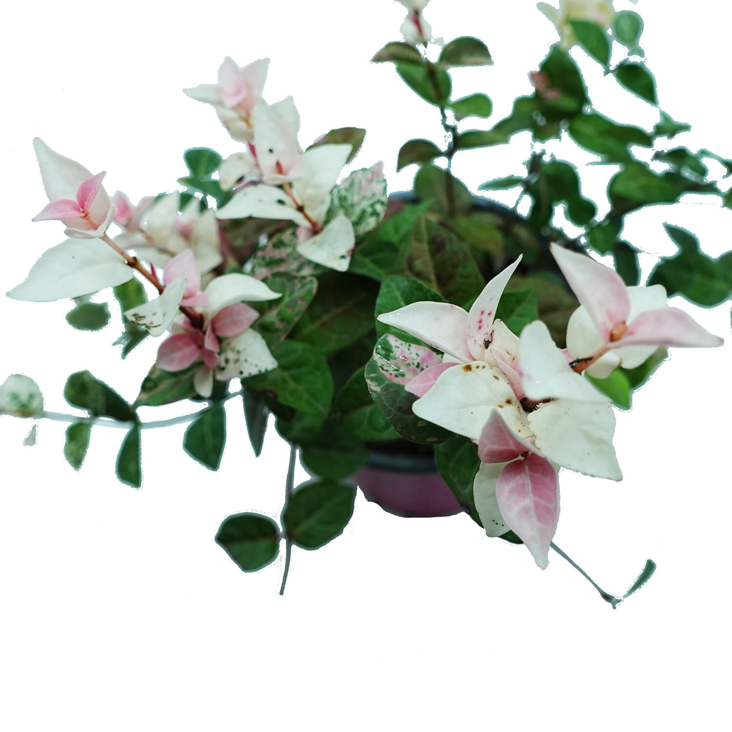 Trachelospermum - immagine 3