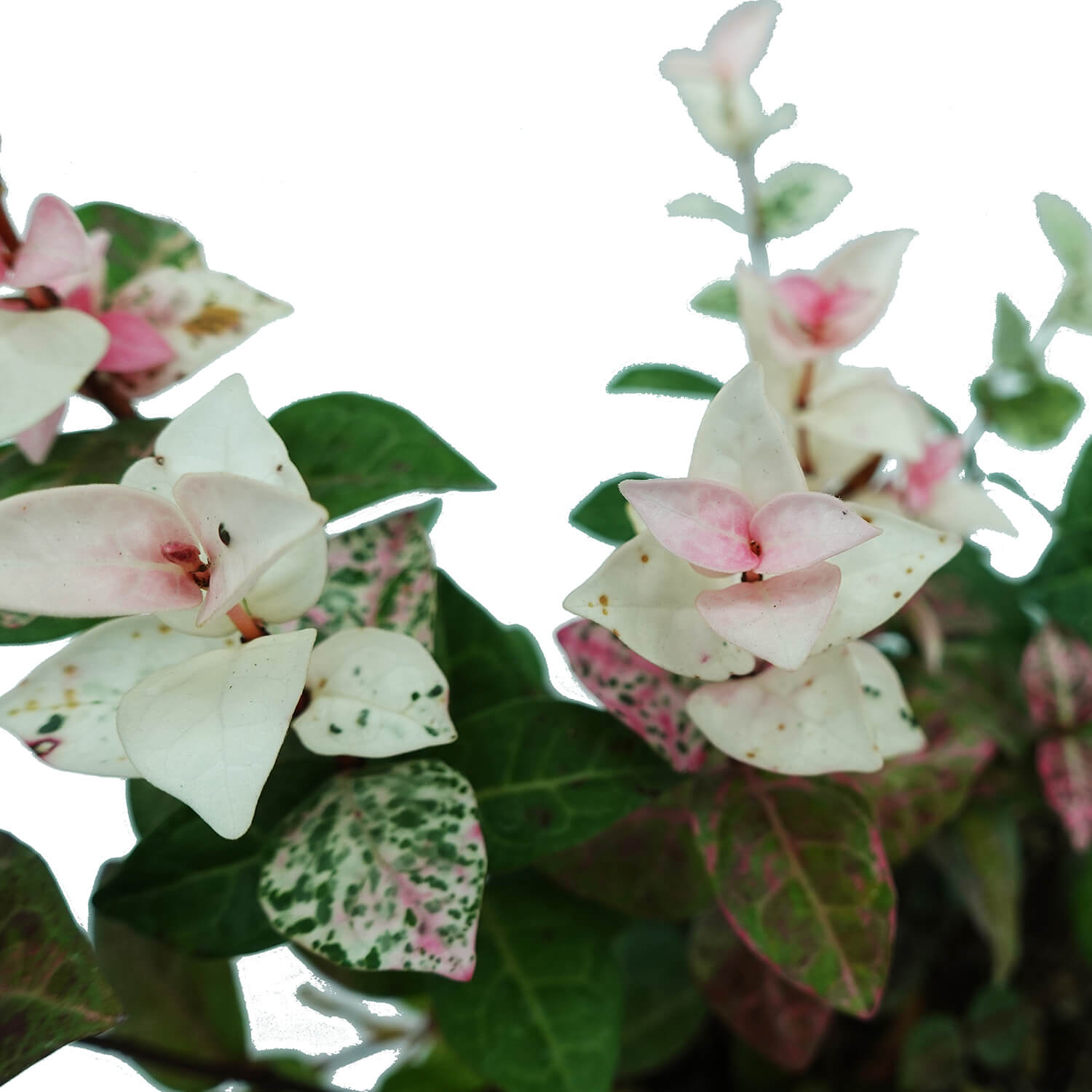 Trachelospermum - immagine 5