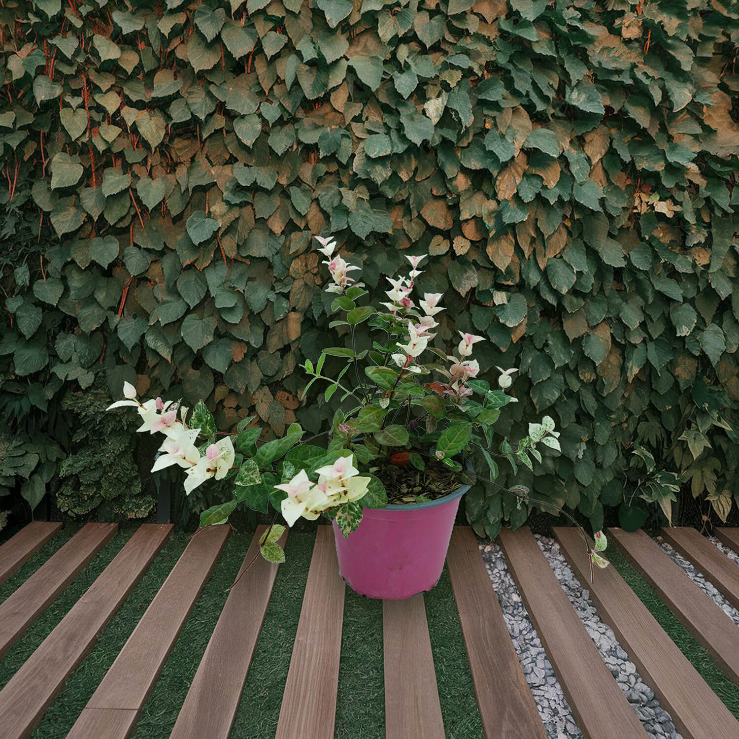 Trachelospermum - immagine 8
