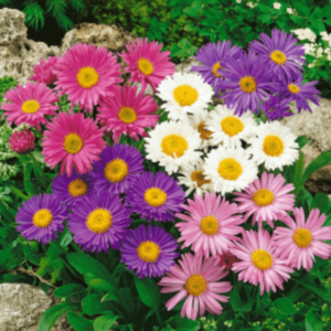 Aster