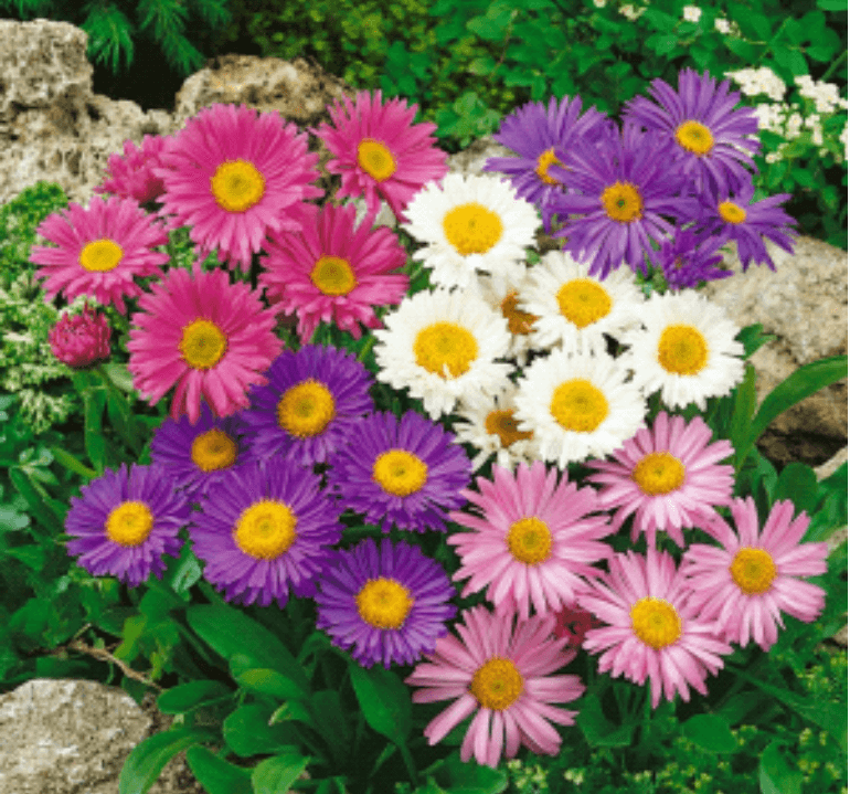Aster