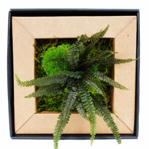 Quadro piante stabilizzate