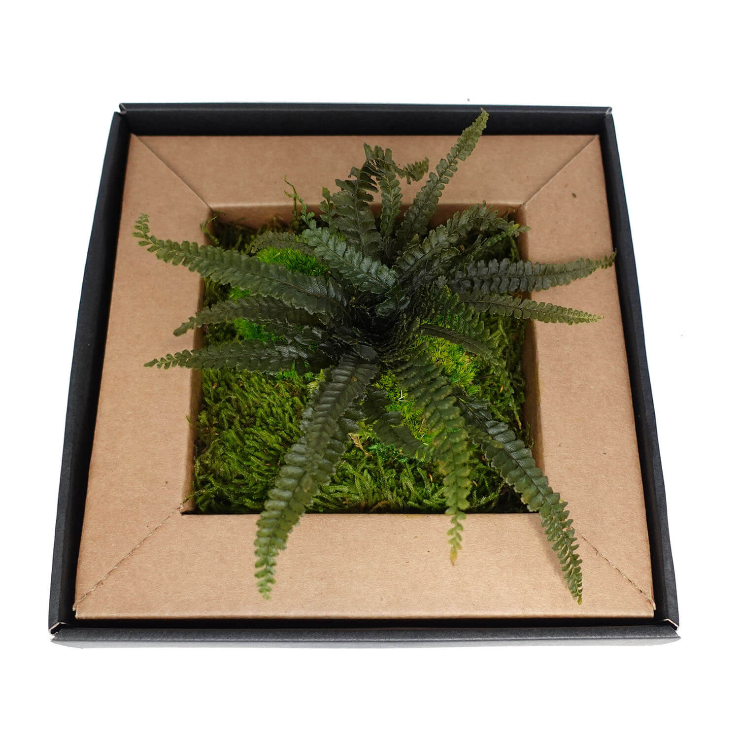Quadro piante stabilizzate - immagine 2
