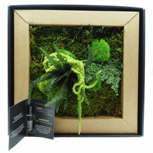 Quadro Piante Stabilizzate