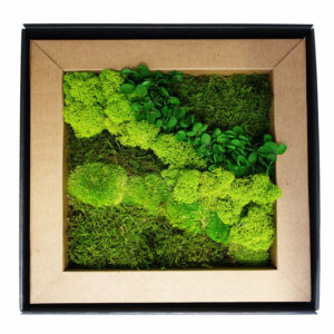 Quadro Muschio stabilizzato