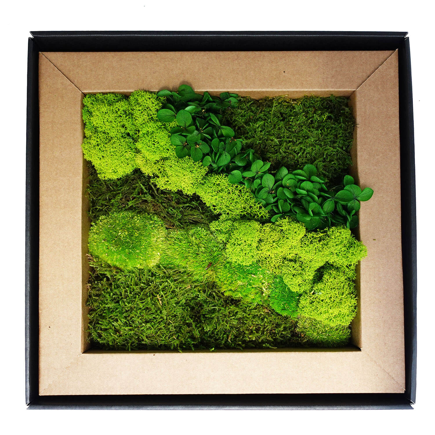 Quadro Muschio stabilizzato