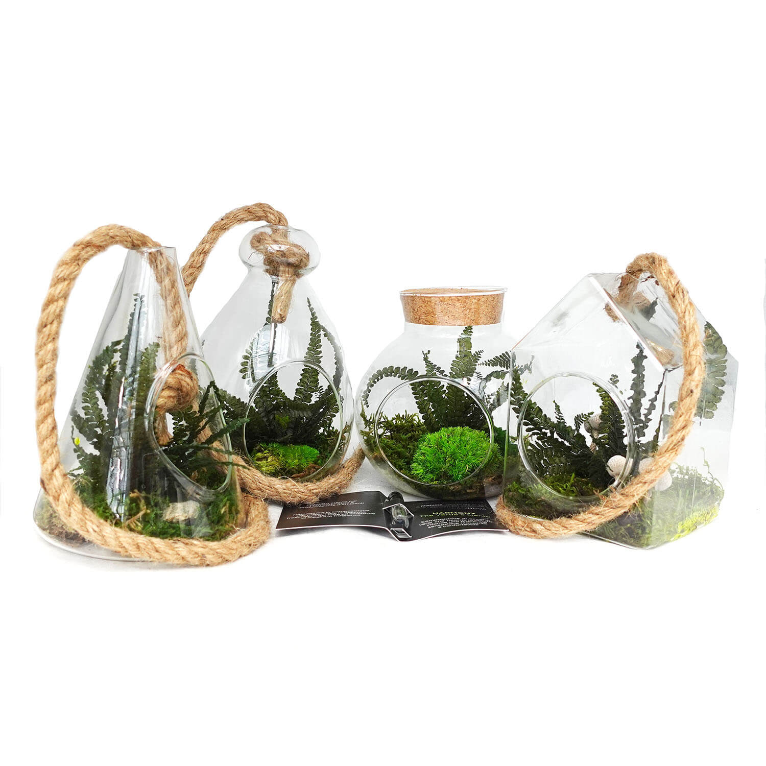 Terrarium Vetro con piante stabilizzate