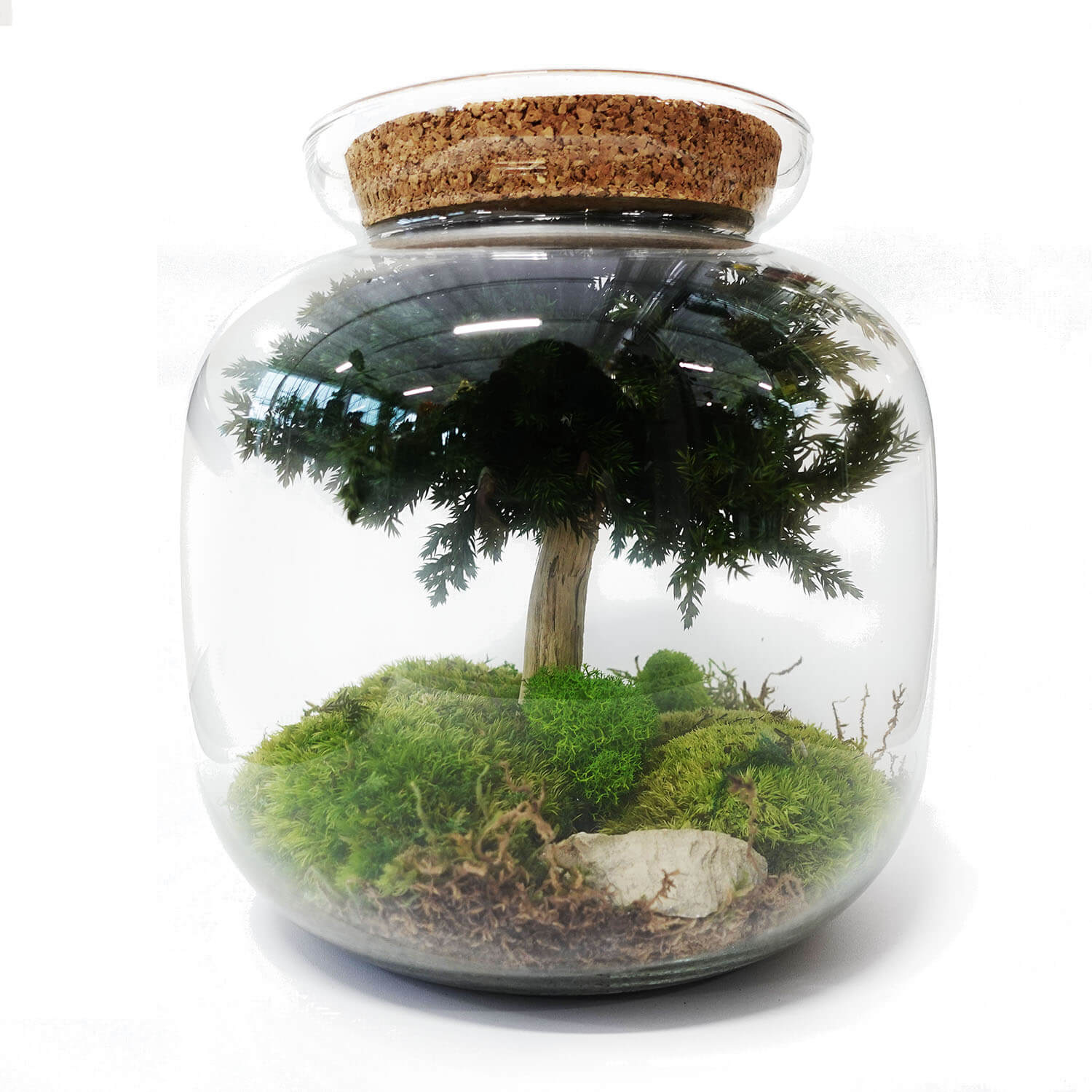 TERRARIUM VETRO