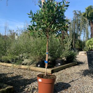 Callistemon 1/2 alberello Alberello